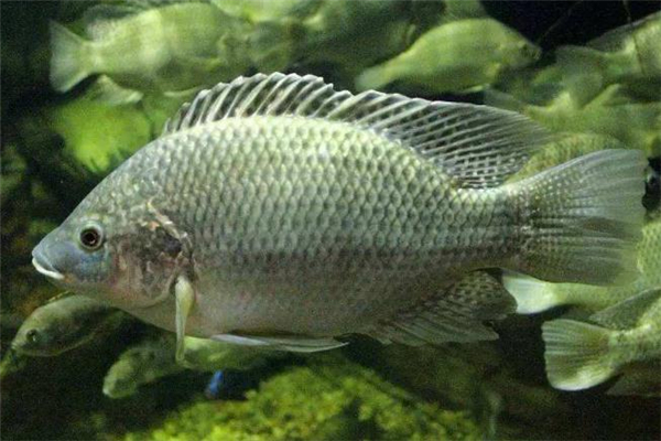 羅非魚(yú)是海魚(yú)嗎 羅非魚(yú)介紹 羅非魚(yú)是海魚(yú)嗎 羅非魚(yú)介紹