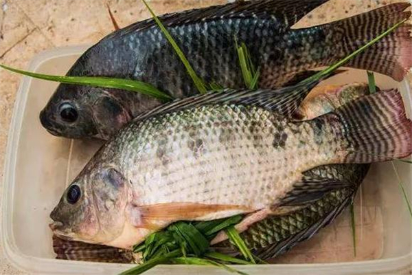 羅非魚(yú)多少錢(qián)一斤 和地區(qū)有關(guān) 羅非魚(yú)多少錢(qián)一斤 和地區(qū)有關(guān)