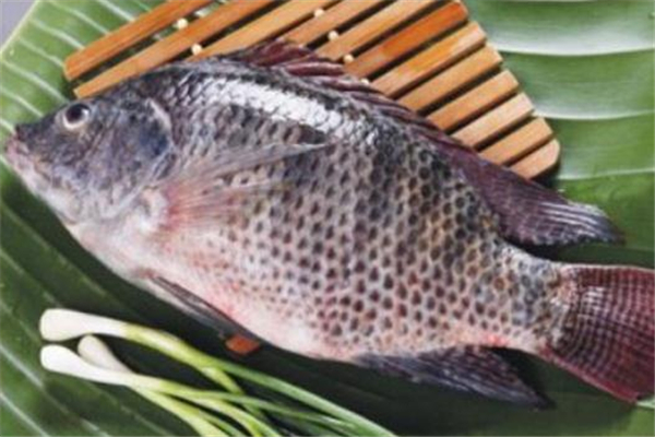 孕婦能吃羅非魚(yú)嗎 不過(guò)敏就可以吃 孕婦能吃羅非魚(yú)嗎 不過(guò)敏就可以吃