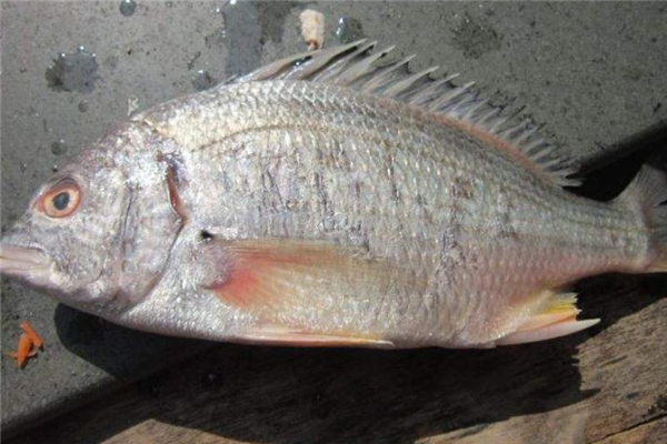 為什么很少人吃羅非魚(yú) 原因是這樣 為什么很少人吃羅非魚(yú) 原因是這樣