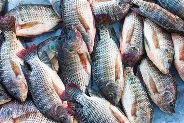 羅非魚(yú)有寄生蟲(chóng)嗎 加熱要徹底 羅非魚(yú)有寄生蟲(chóng)嗎 加熱要徹底