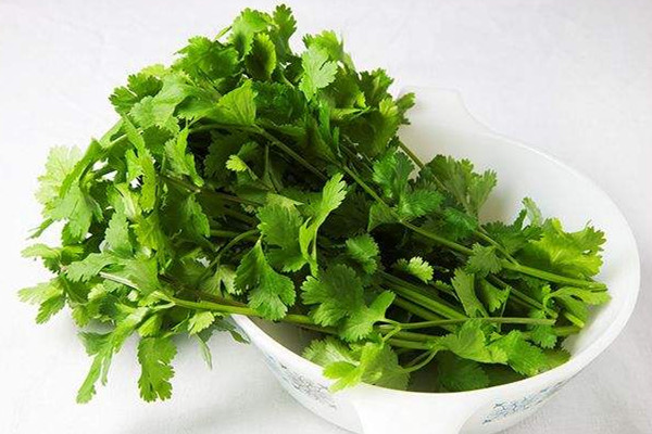 香菜可以去濕氣嗎 香菜的作用 香菜可以去濕氣嗎 香菜的作用