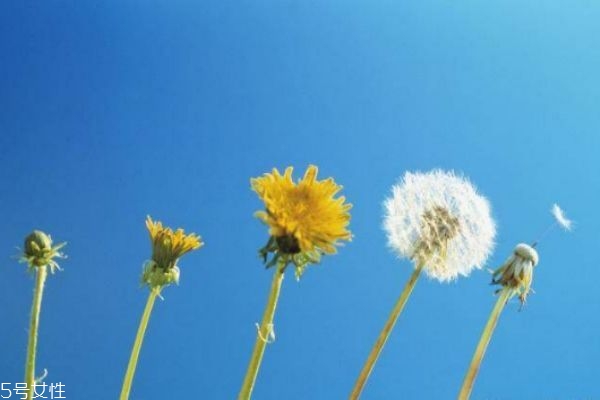 蒲公英泡水孕婦能喝嗎 這幾類(lèi)人不宜飲用 蒲公英泡水孕婦能喝嗎 這幾類(lèi)人不宜飲用