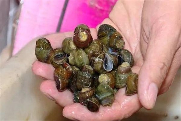 石螺有寄生蟲嗎 必須高溫加熱 石螺有寄生蟲嗎 必須高溫加熱