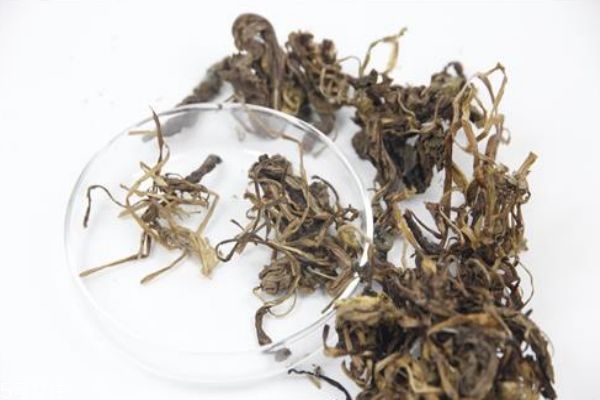 蒲公英泡水孕婦能喝嗎 這幾類(lèi)人不宜飲用 蒲公英泡水孕婦能喝嗎 這幾類(lèi)人不宜飲用