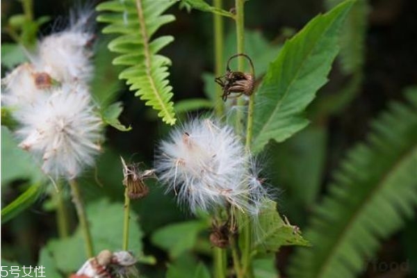 蒲公英泡水孕婦能喝嗎 這幾類(lèi)人不宜飲用 蒲公英泡水孕婦能喝嗎 這幾類(lèi)人不宜飲用
