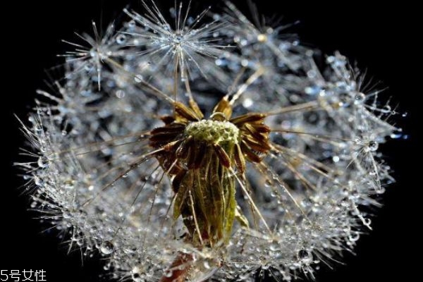 蒲公英泡水一次放幾根 蒲公英泡水好處大 蒲公英泡水一次放幾根 蒲公英泡水好處大