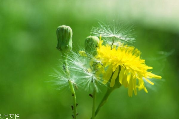 蒲公英治哪些婦科炎癥 蒲公英茶對(duì)女性的作用 蒲公英治哪些婦科炎癥 蒲公英茶對(duì)女性的作用