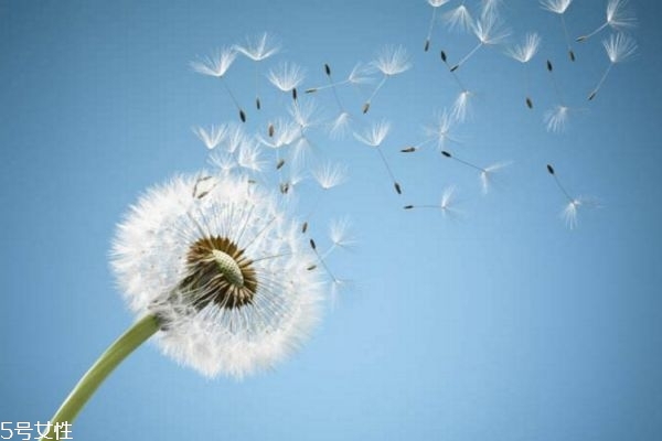 蒲公英泡水喝的功效 經(jīng)常喝蒲公英的五大好處 蒲公英泡水喝的功效 經(jīng)常喝蒲公英的五大好處