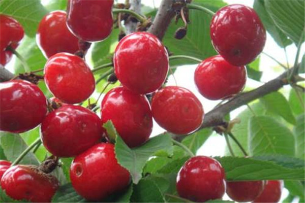櫻桃能釀酒嗎 櫻桃釀酒方法 櫻桃能釀酒嗎 櫻桃釀酒方法