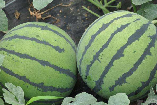 夏天吃什么水果最好 夏天吃水果的作用 夏天吃什么水果最好 夏天吃水果的作用