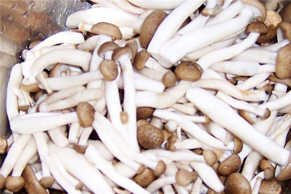 蟹味菇怎么做好吃 蟹味菇的做法大全 蟹味菇怎么做好吃 蟹味菇的做法大全