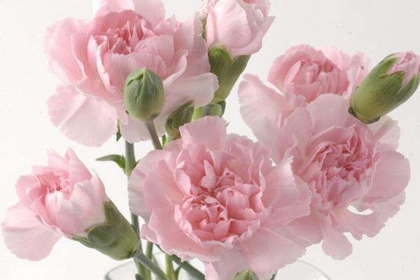 母親節(jié)花束康乃馨花語是什么 母親節(jié)禮物 母親節(jié)花束康乃馨花語是什么 母親節(jié)禮物