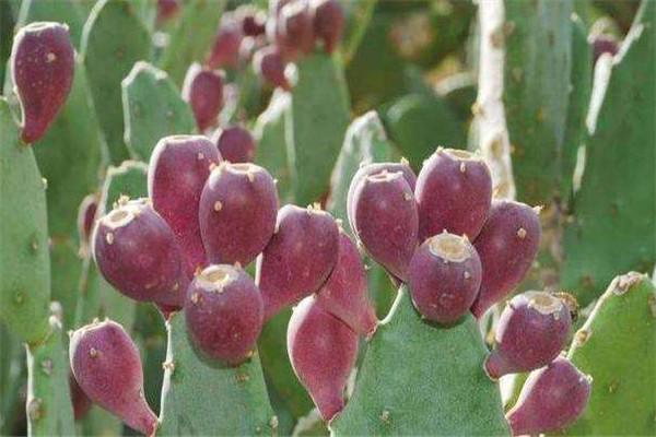 仙人掌果一天吃幾個(gè) 仙人掌果功效 仙人掌果一天吃幾個(gè) 仙人掌果功效