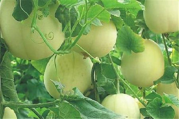 香瓜可以和豆奶一起吃嗎 香瓜怎么吃 香瓜可以和豆奶一起吃嗎 香瓜怎么吃