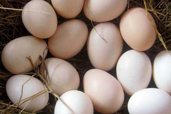 土雞蛋多少錢一個 土雞蛋的作用 土雞蛋多少錢一個 土雞蛋的作用