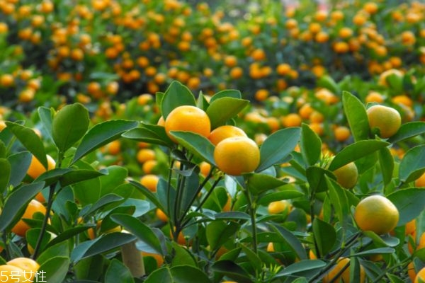 金桔怎么吃最營養(yǎng) 金桔的功效與禁忌 金桔怎么吃最營養(yǎng) 金桔的功效與禁忌