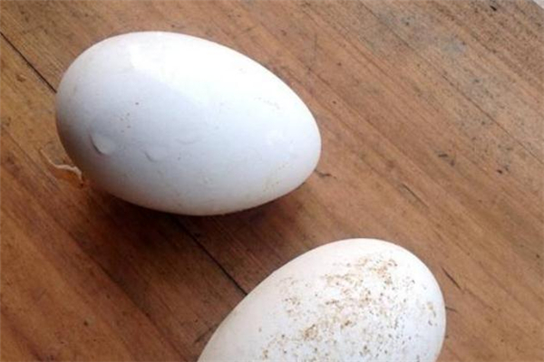鵝蛋能預防胎兒黃疸嗎 鵝蛋能去胎毒嗎 鵝蛋能預防胎兒黃疸嗎 鵝蛋能去胎毒嗎