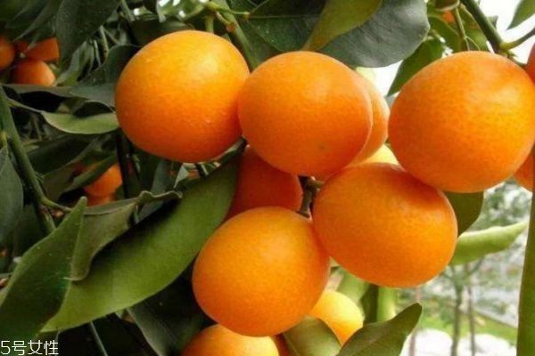 金桔怎么吃最營養(yǎng) 金桔的功效與禁忌 金桔怎么吃最營養(yǎng) 金桔的功效與禁忌