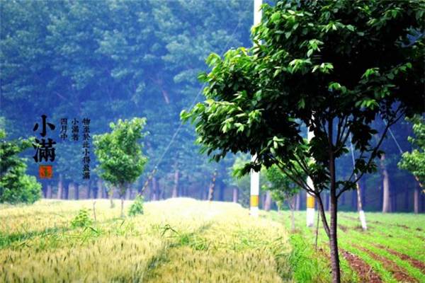 小滿見三新是哪三新 小滿見三新是什么意思 小滿見三新是哪三新 小滿見三新是什么意思