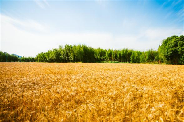 小滿(mǎn)后面是什么節(jié)氣 小滿(mǎn)之后的節(jié)氣介紹