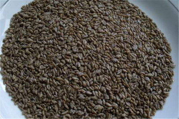 苦蕎可以和什么一起泡 苦蕎和什么一起泡好 苦蕎可以和什么一起泡 苦蕎和什么一起泡好