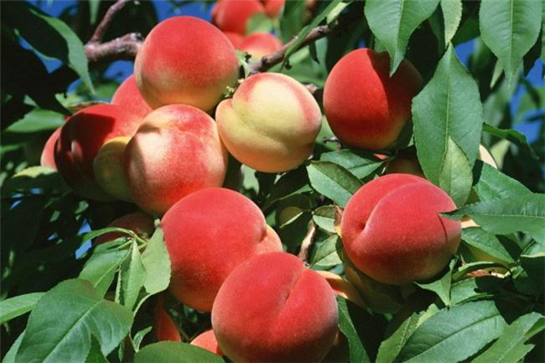 孕婦可以吃毛桃嗎 孕婦吃毛桃對胎兒好嗎 孕婦可以吃毛桃嗎 孕婦吃毛桃對胎兒好嗎