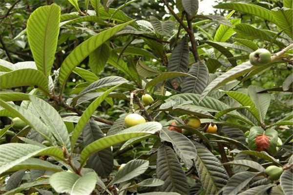 枇杷葉能治咽炎嗎 喝枇杷葉煮水的注意事項(xiàng) 枇杷葉能治咽炎嗎 喝枇杷葉煮水的注意事項(xiàng)