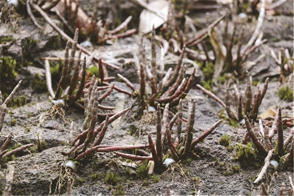 鐵皮石斛能存放多久 鐵皮石斛怎么存放 鐵皮石斛能存放多久 鐵皮石斛怎么存放