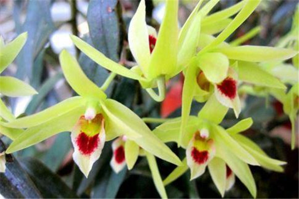 鐵皮石斛一次吃多少 鐵皮石斛怎么吃 鐵皮石斛一次吃多少 鐵皮石斛怎么吃