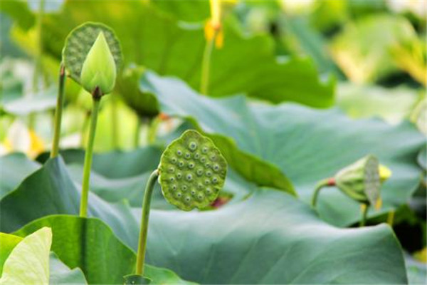 蓮蓬可以煲湯嗎 蓮蓬可以怎么吃 蓮蓬可以煲湯嗎 蓮蓬可以怎么吃