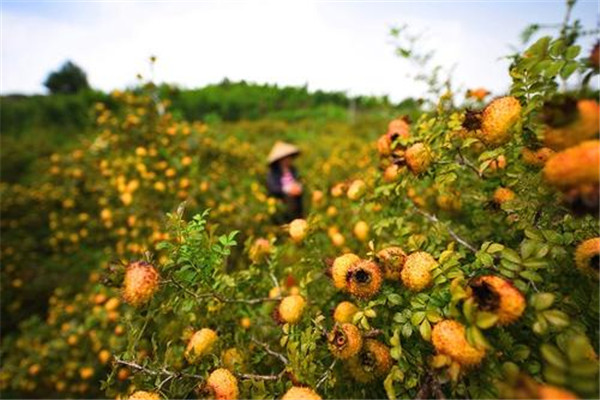 刺梨的禁忌人群是什么 刺梨有什么食用禁忌嗎 刺梨的禁忌人群是什么 刺梨有什么食用禁忌嗎