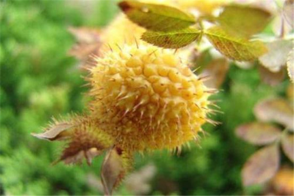 刺梨的五大功效是什么 刺梨有哪些作用 刺梨的五大功效是什么 刺梨有哪些作用