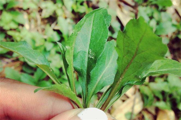 產(chǎn)婦坐月子能吃馬蘭頭嗎 產(chǎn)后吃馬蘭頭好嗎 產(chǎn)婦坐月子能吃馬蘭頭嗎 產(chǎn)后吃馬蘭頭好嗎