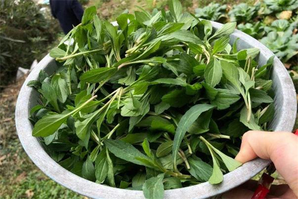 產(chǎn)婦坐月子能吃馬蘭頭嗎 產(chǎn)后吃馬蘭頭好嗎 產(chǎn)婦坐月子能吃馬蘭頭嗎 產(chǎn)后吃馬蘭頭好嗎