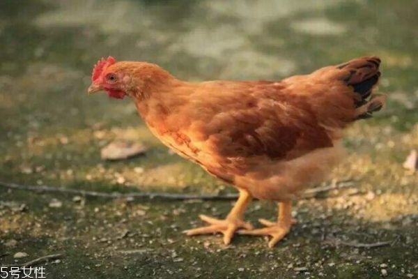 童子雞是什么雞 童子雞的營(yíng)養(yǎng)價(jià)值 童子雞是什么雞 童子雞的營(yíng)養(yǎng)價(jià)值