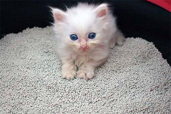 用過的貓砂屬于什么垃圾 貓砂怎么垃圾分類 用過的貓砂屬于什么垃圾 貓砂怎么垃圾分類