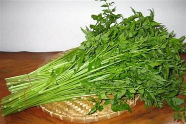 吃水芹菜會(huì)中毒嗎 水芹菜吃多了會(huì)中毒嗎 吃水芹菜會(huì)中毒嗎 水芹菜吃多了會(huì)中毒嗎