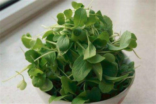 雞毛菜是什么季節(jié)的菜 雞毛菜是什么季節(jié)吃的 雞毛菜是什么季節(jié)的菜 雞毛菜是什么季節(jié)吃的