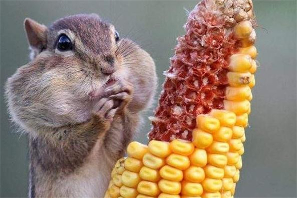 玉米棒是什么垃圾 玉米棒是干垃圾還是濕垃圾 玉米棒是什么垃圾 玉米棒是干垃圾還是濕垃圾