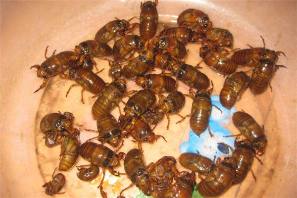 男人吃知了猴補腎嗎 男人吃知了猴有什么好處 男人吃知了猴補腎嗎 男人吃知了猴有什么好處