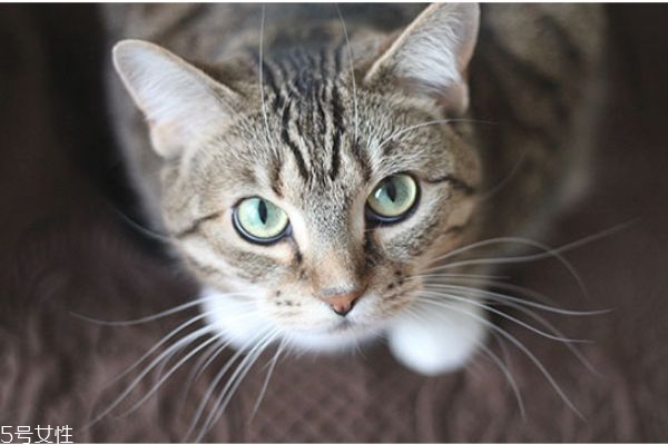 驅蚊產(chǎn)品對貓有害嗎 家里有貓怎么驅蚊 驅蚊產(chǎn)品對貓有害嗎 家里有貓怎么驅蚊