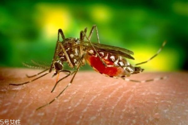 蚊子咬了怎么止癢最快 被蚊子咬了如何快速止癢 蚊子咬了怎么止癢最快 被蚊子咬了如何快速止癢