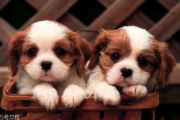 夏天怎么給狗驅(qū)蚊 怎么給狗狗驅(qū)蚊方法 夏天怎么給狗驅(qū)蚊 怎么給狗狗驅(qū)蚊方法