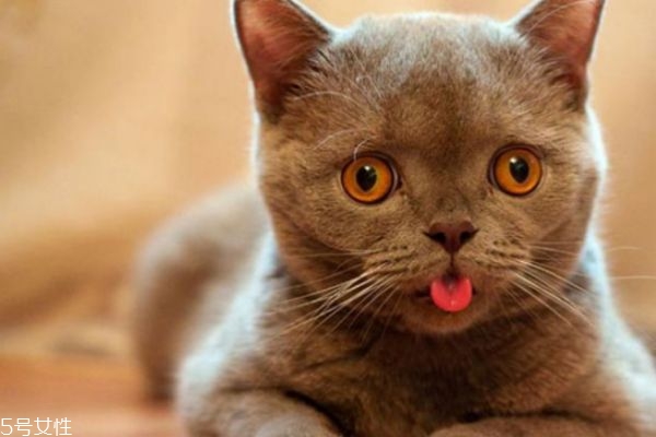 驅蚊產(chǎn)品對貓有害嗎 家里有貓怎么驅蚊 驅蚊產(chǎn)品對貓有害嗎 家里有貓怎么驅蚊