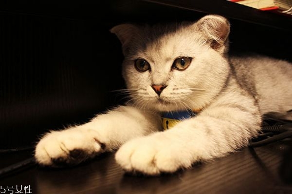 蚊香對(duì)貓咪有害嗎 驅(qū)蚊酯對(duì)貓咪有害嗎 蚊香對(duì)貓咪有害嗎 驅(qū)蚊酯對(duì)貓咪有害嗎