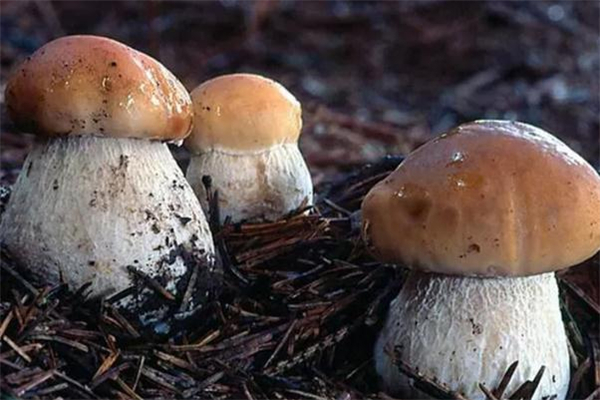 哺乳期能吃牛肝菌嗎 產(chǎn)婦可以吃牛肝菌嗎 哺乳期能吃牛肝菌嗎 產(chǎn)婦可以吃牛肝菌嗎