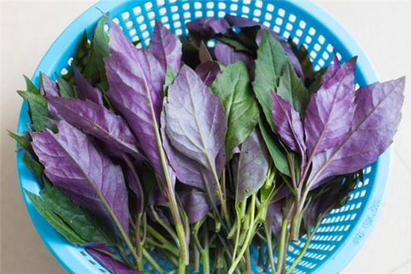 紅鳳菜是紅莧菜嗎 紅鳳菜和紅莧菜區(qū)別 紅鳳菜是紅莧菜嗎 紅鳳菜和紅莧菜區(qū)別