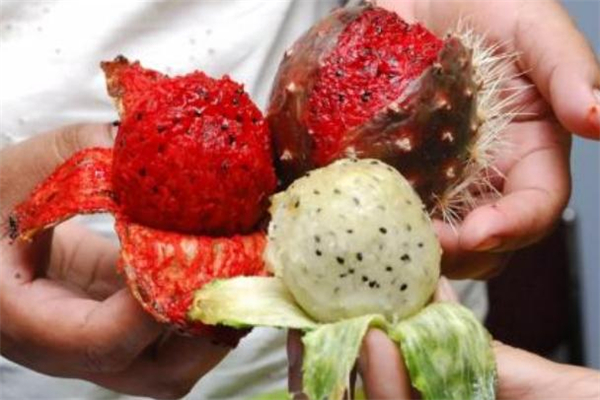 仙人掌果可以煮水喝嗎 仙人掌果泡水的功效 仙人掌果可以煮水喝嗎 仙人掌果泡水的功效