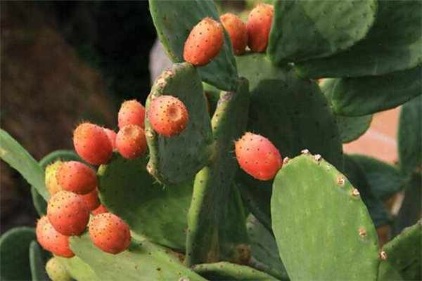 仙人掌果可以泡酒喝嗎 仙人掌果泡酒有什么功效 仙人掌果可以泡酒喝嗎 仙人掌果泡酒有什么功效